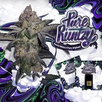 Pure Runtzy cannabis seeds