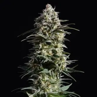 Pure Skunk Go Fast cannabis seeds by Kannabia