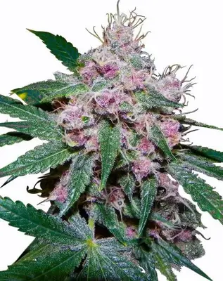 Purple Afghani cannabis seeds