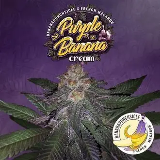 Purple Banana Cream cannabis seeds