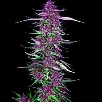 Purple Berry Kush cannabis seeds by Spliff Seeds