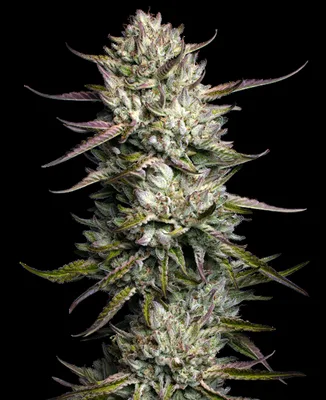 Purple Berry Muffinz cannabis seeds