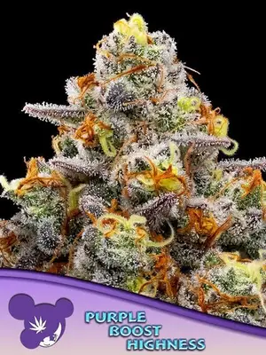 Purple Boost Highness cannabis seeds