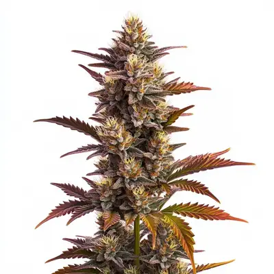 Purple Bubba Kush cannabis seeds by Blimburn Seeds
