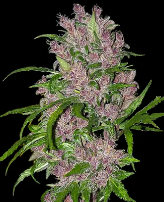 Purple Bud cannabis seeds