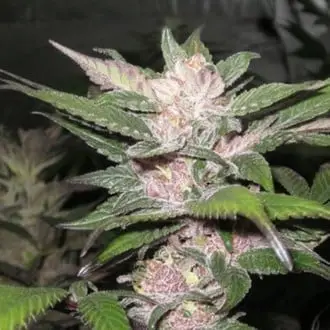 Purple Chem cannabis seeds