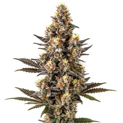 Purple Gelato Lemon Bean cannabis seeds