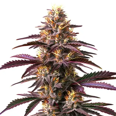 Purple Gelato cannabis seeds