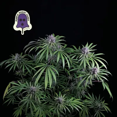 Purple Ghost Candy cannabis seeds