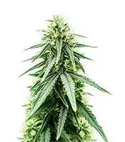 Purple Haze Fem cannabis seeds