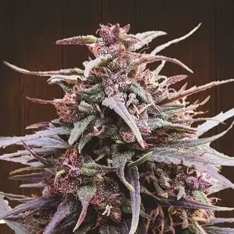 Purple Haze x Malawi cannabis seeds