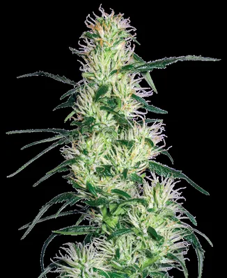 Purple Haze cannabis seeds