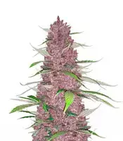 Purple Juice cannabis seeds