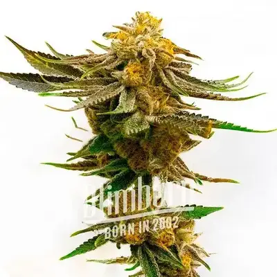 Purple Kush x Mazar cannabis seeds