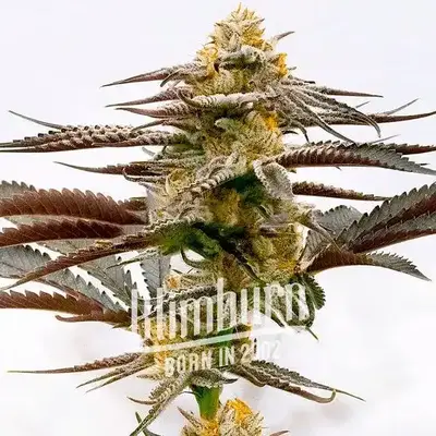 Purple Kush x White Russian cannabis seeds