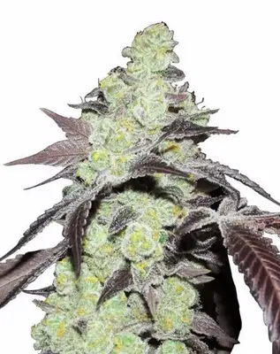 Purple Kush cannabis seeds