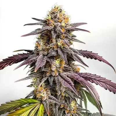 Purple Lemon cannabis seeds by Blimburn Seeds
