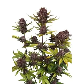 Purple Lemonade Auto RF3 cannabis seeds by Fastbuds