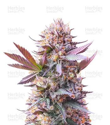 Purple Lemonade Fast Flowering cannabis seeds