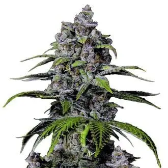 Purple Lemonade FF cannabis seeds by Fastbuds