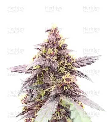 Purple Lemonade Poison cannabis seeds