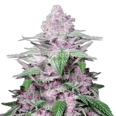 Purple Lemonade cannabis seeds