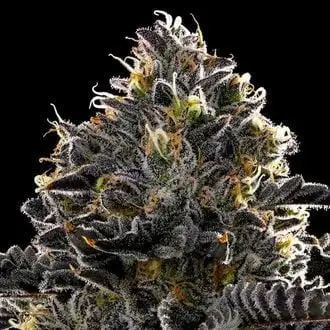 Purple Lobster cannabis seeds