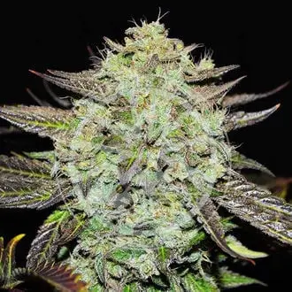Purple Mango Kush cannabis seeds
