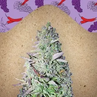 Purple Maroc cannabis seeds