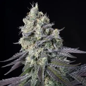 Purple Mints cannabis seeds by Paradise Seeds