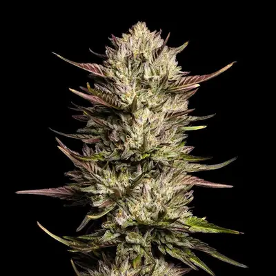 Purple Oreoz F1 cannabis seeds