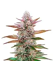 Purple Original Z Lemon Bean cannabis seeds