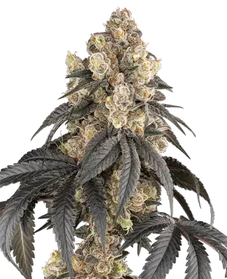 Purple Panties cannabis seeds
