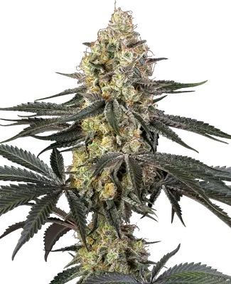 Purple Papaya Paradise cannabis seeds