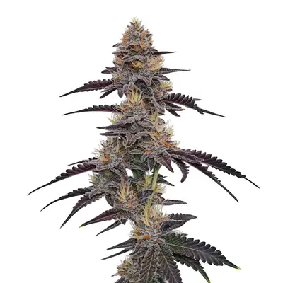 Purple Pineapple cannabis seeds by Blimburn Seeds