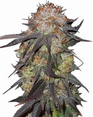 Purple Pineberry Cannabis cannabis seeds
