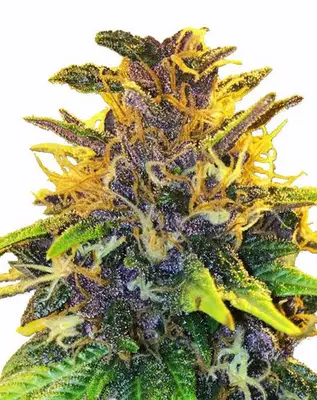 Purple Power cannabis seeds