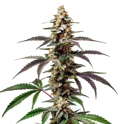 Purple Punch F1 cannabis seeds by Blimburn Seeds