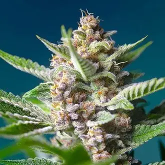 Purple Punch OG cannabis seeds by Sweet Seeds