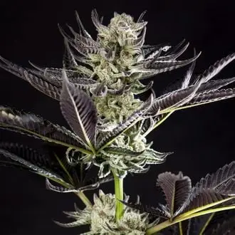 Purple Punch x Do-Si-Dos cannabis seeds