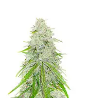 Purple Punch x Lemon Drizzle cannabis seeds
