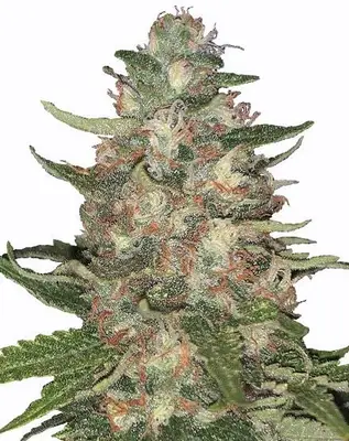 Purple Punch cannabis seeds