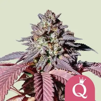 Purple Queen cannabis seeds by Royal Queen Seeds
