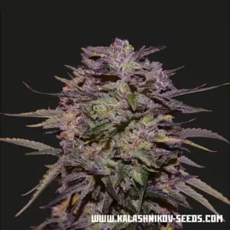 Purple Russian Express cannabis seeds by Kalashnikov Seeds