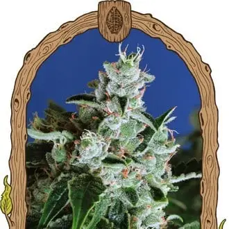 Purple Shot cannabis seeds