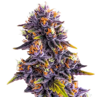 Purple Star Killer cannabis seeds