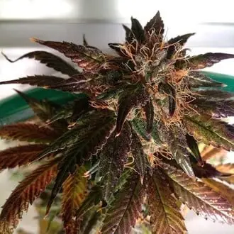 Purple Strawberry Bliss S1 cannabis seeds by Pheno Finder