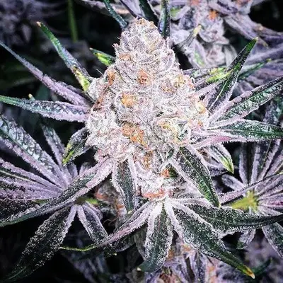 Purple Sunset RBX2 cannabis seeds