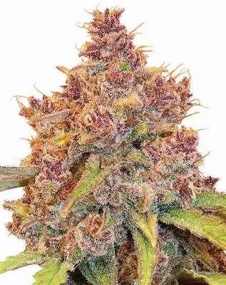 Purple Thai cannabis seeds