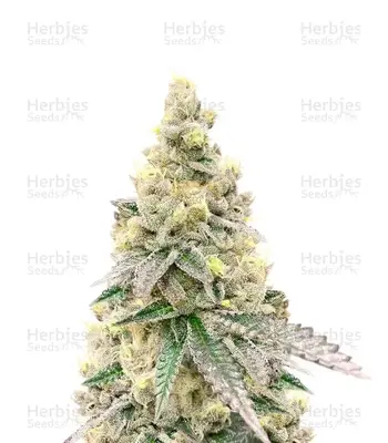 Purple Tropicana Cookies cannabis seeds